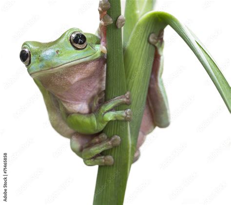 Australian Green Tree Frog Stock Photo | Adobe Stock