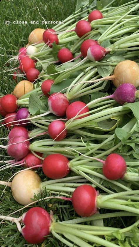 Our container radish harvest! : r/gardening