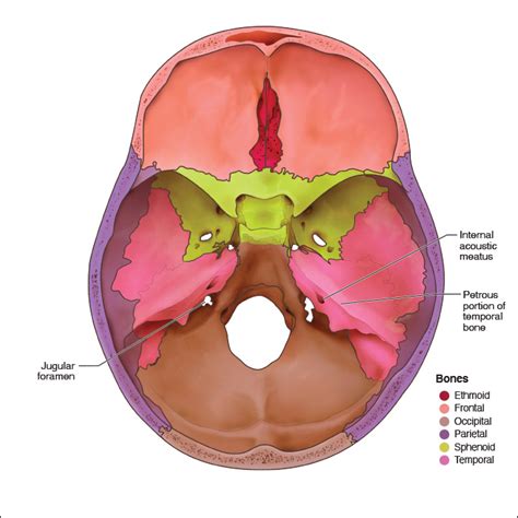 Temporal Bone Petrous Part Anatomy