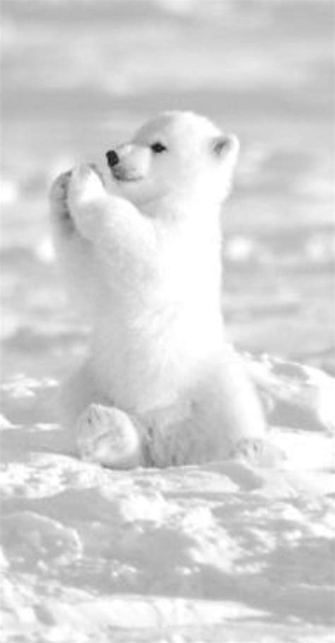 Pin on Furry family ️ ️ | Baby polar bears, Cute baby animals, Baby animals