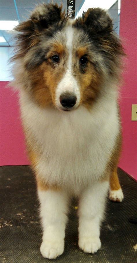 Blue Merle Sheltie Smooth Collie, Rough Collie, Collie Dog, Lap Dogs, Dogs And Puppies, Doggies ...