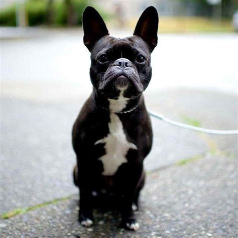 Boston Terrier French Bulldog Mix For Sale | PETSIDI