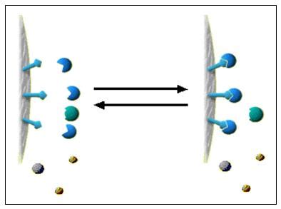 Affinity Chromatography