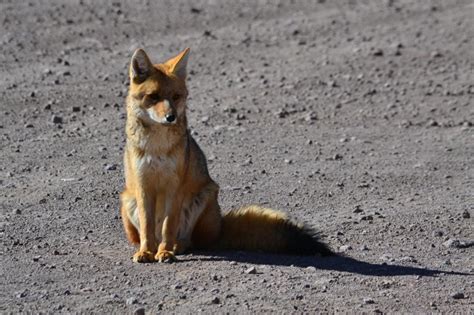 Awasi Blog - Safari in San Pedro de Atacama: wildlife in the world's driest desert