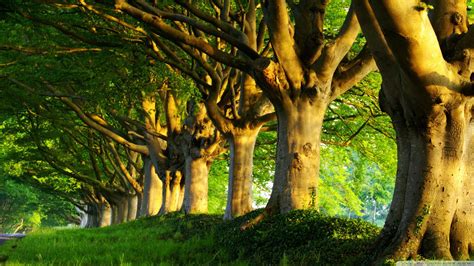 Landscape photography of tall green trees HD wallpaper | Wallpaper Flare