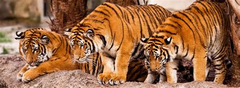 Bengal Tigers at Busch Gardens Tampa Bay | Busch gardens tampa bay ...