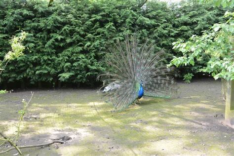 Peacock and peahen mating dance — Stock Photo © lizzylou #71971611