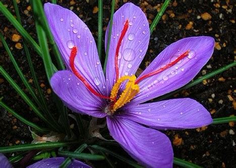 Crocus sativus L. | Manufacturer ChemFaces