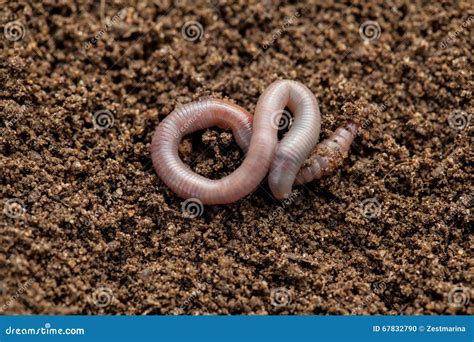 Earthworm in soil stock photo. Image of flexibility, background - 67832790