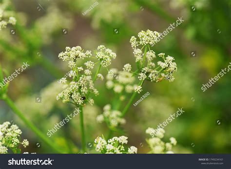 4,327 Celery Flowers Stock Photos, Images & Photography | Shutterstock