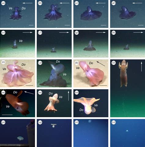 Deep-sea imagery and observations reveal novel octopus feeding behavior
