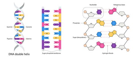 Struktur Dna Basa Nitrogen Timin Adenin Sitosin Dan Guanin Gula Dan ...