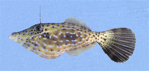 Filefish Family Photographs, and Information – Monacanthidae | Mexico ...