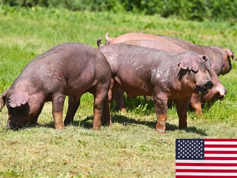 Duroc Pig Farming Guide: Raising this Valuable Meat-Improving Breed ...