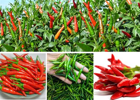 Vietnam Fresh Red Chili/ Chili Pepper - Asia Pacific Commercial ...