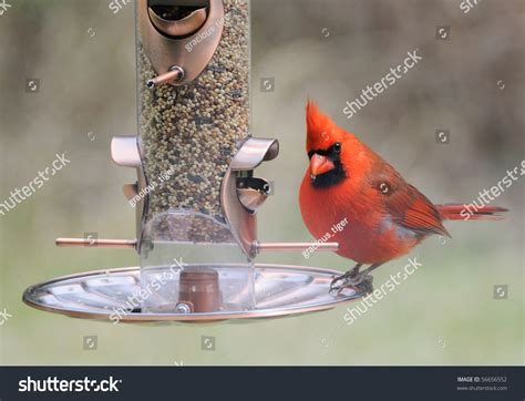 4,712 Cardinal Bird Feeder Images, Stock Photos & Vectors | Shutterstock