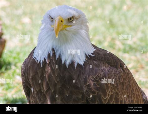 Bald Eagle or White Head (Haliaeetus leucocephalus Stock Photo - Alamy