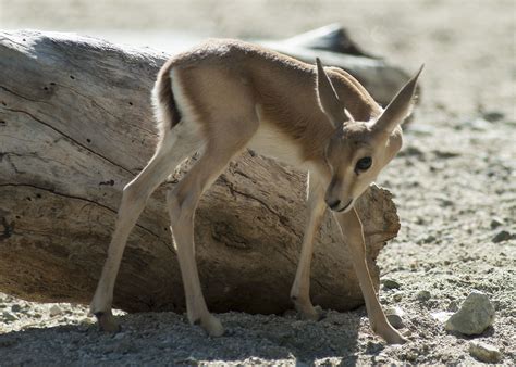 young slender horn gazelle at The Living Desert | Gazelle, African, Africa