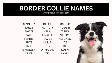 465+ Border Collie Names (With Meanings)