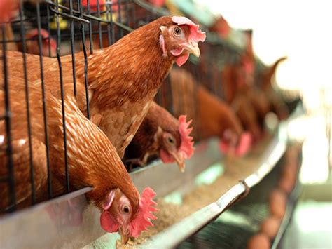 Innovative Battery Cage | Poultry Farming Equipment Suppliers