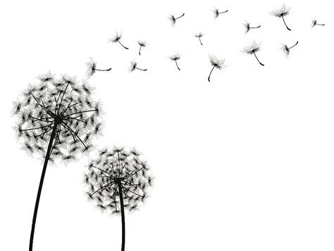 Dandelion Drawing Clip art - dandelion png download - 1024*772 - Free Transparent Dandelion png ...