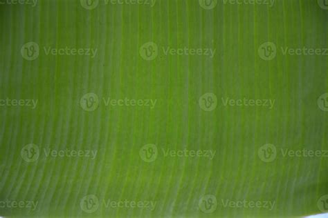 banana leaf on isolate and white background. 10970227 Stock Photo at Vecteezy