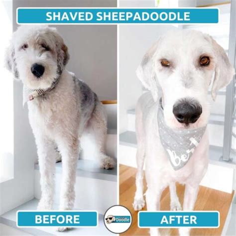 Sheepadoodle Haircut Styles (Before and After Grooming Photos)