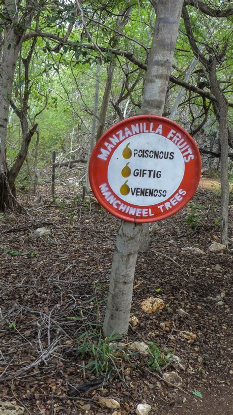 The World’s Most Poisonous Tree: The Manchineel Tree | by A Renaissance Writer | Age of ...