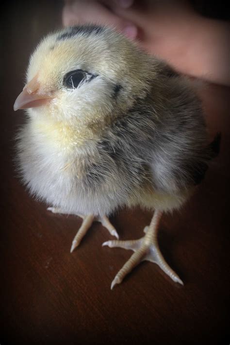 Ameraucana Rooster Chick | WC Ferrell | Flickr