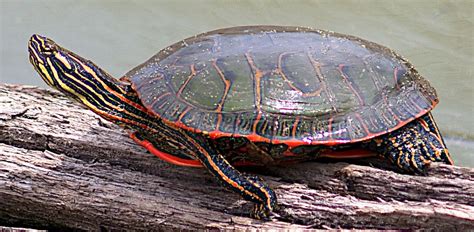 A painted turtle emerges from a farm pond and prepares to relax in the sun on a floating log ...