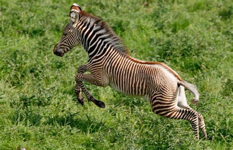 So Cute, Baby Zebra Born at Brookfield Zoo [Photos and Video]