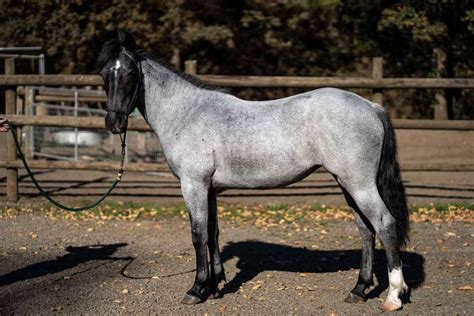 Blue Roan Horse Color Genetics with Photos and Descriptions - Helpful Horse Hints