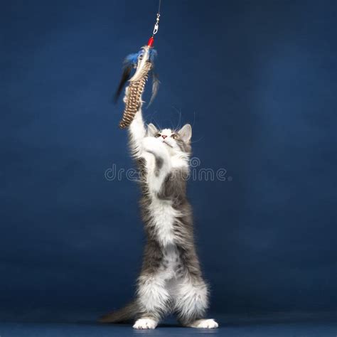 Young Kitten Cat Playing with Feather Toy Stock Image - Image of ...