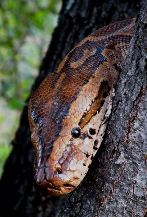 Rock Python | Focusing on Wildlife