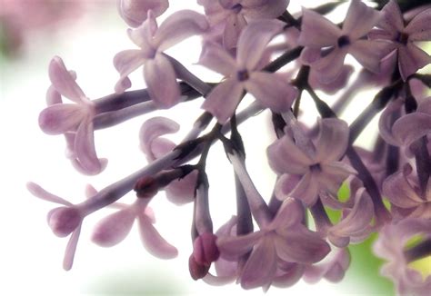 plum color flowers | ckim | alexséra design | Flickr