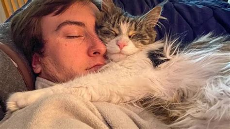 Cute CATS Won't Sleep Until They Cuddles with Their Human - Cute Cats ...