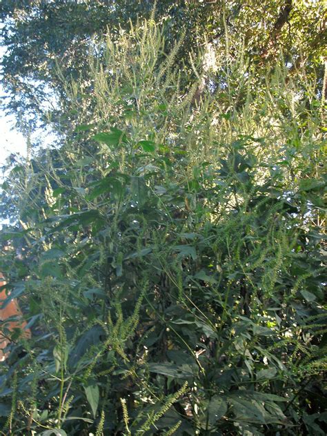 Giant Ragweed – Identification | Walter Reeves: The Georgia Gardener