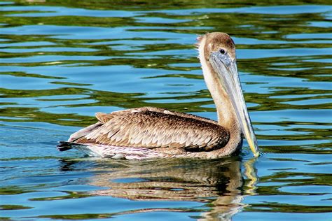 Joan and Dan's Birding Blog: Brown Pelican