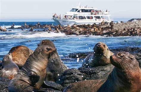 Phillip Island & Wilsons Prom - Boat Tours - Wildlife Coast Cruises