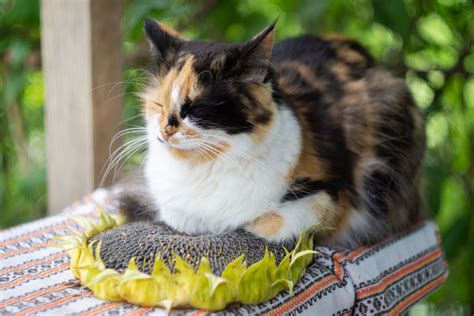 Are Sunflowers Toxic To Cats? – TheCatSite Articles