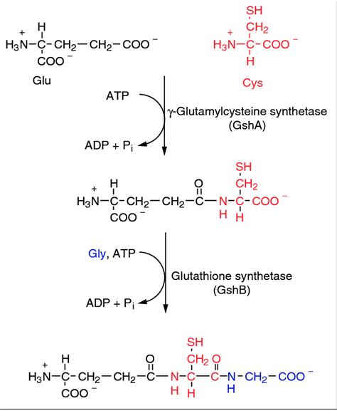 Pathway for the biosynthesis of glutathione. | Download Scientific Diagram