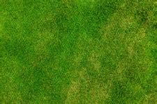 Grass Background Free Stock Photo - Public Domain Pictures