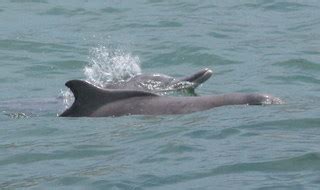 Atlantic humpbacked dolphin | Sousa teuszii facts