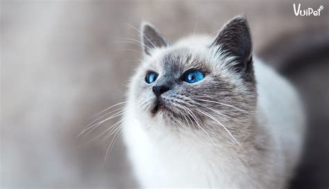 Đầy đủ và chi tiết nhất về Mèo RAGDOLL (Mèo Ragamuffin)