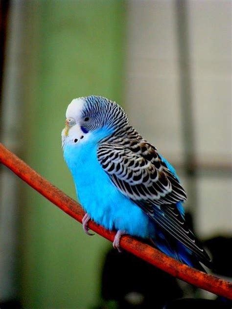 Blue Parakeet Photograph by MB Matthews - Fine Art America