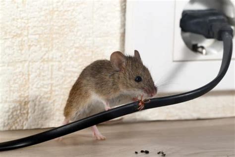 Mouse vs Rat: Can You Spot The Difference? | Rodent Control