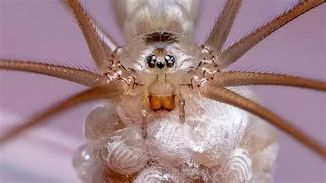 'Daddy-long-legs can't bite humans': Five myths about the spider that ...