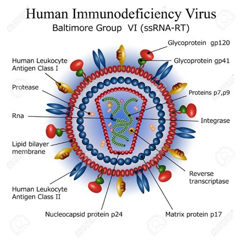 Biology Virus Labeled Diagram - Virus Info