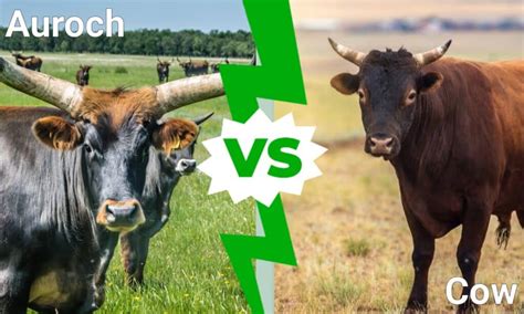 Auroch vs Cow - A-Z Animals