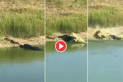 Viral Video: Crocodile Faces Off Against Python Then Sneakily Attacks. Watch Who Wins